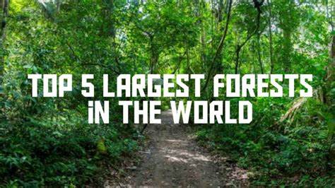Top 5 Largest Forests In The World Youtube