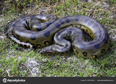 Groene Anaconda Eunectes Murinus Los Lianos Venezuela ⬇ Stockfoto