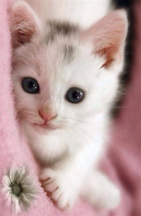 Pin By Shelly Novak On Cats♥️ Kittens Cutest Cute Cats Pretty Cats