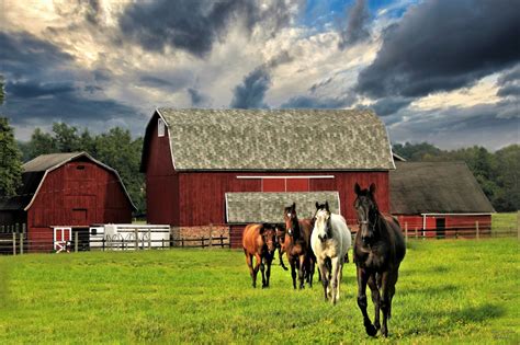 Horses On The Farm By Lilibug6