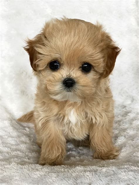 The maltipoo is a cross of a maltese dog and a toy or miniature poodle, also known as the moodle dog or maltese poodle mix. iheartteacups Archives | Page 2 of 10 | iHeartTeacups