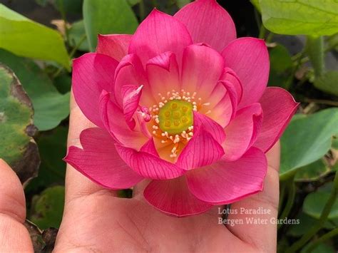 19 Colorful Lantern In Qinhuai Lotus One Of Best Micro Lotus Tea Cup