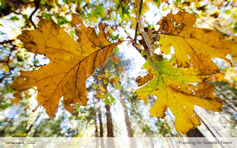 Fall Oak Leaves — Yosemite Conservancy