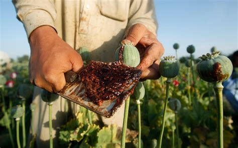 Opium Production Has Set Another Record In Afghanistan Business Insider