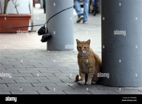 Alley Cat High Resolution Stock Photography And Images Alamy