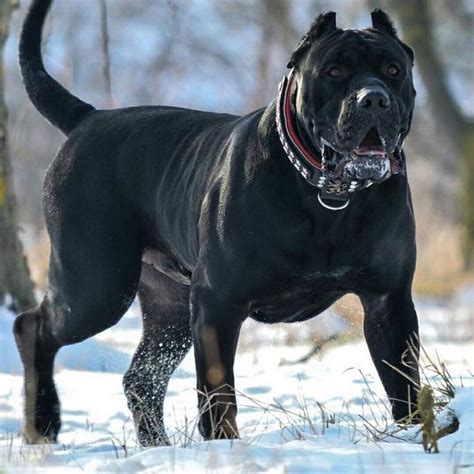 Cane Corsoyes Please Huge Dogs Mastiff Dogs