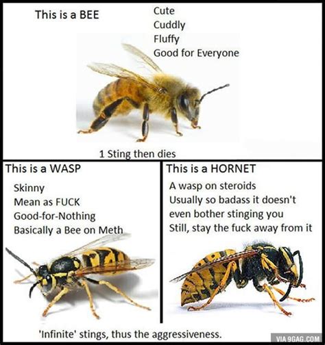 9gag On Twitter Bee Wasp Bee Wasp Hornet