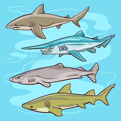 Premium Vector Cartoon Shark Vector Illustration