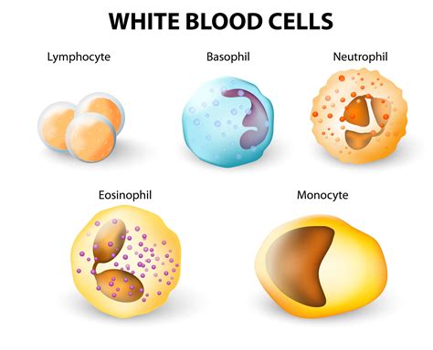 Three Types Of Blood Cells
