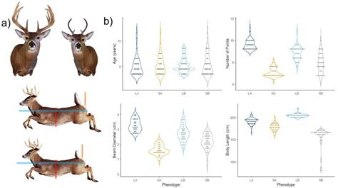 17 Whitetail Deer Body Measurement Chart Body Measurement Blog
