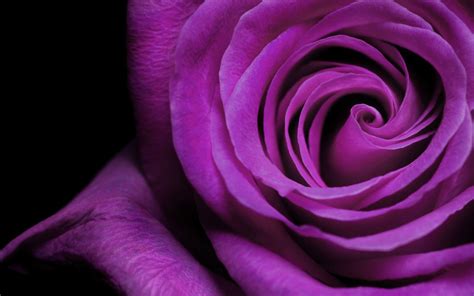 Black And Purple Flower Wallpapers Top Free Black And Purple Flower