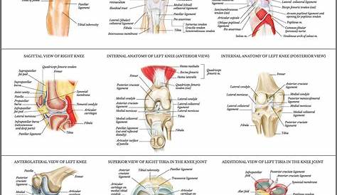 knee pain anatomy chart