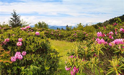 Rhododendrons Blue Ridge Roan Mountain Tennessee Photograph By Carol