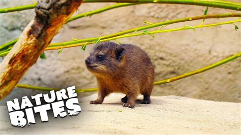 Adorable Baby Rock Hyraxes Have Been Born The Secret Life Of The Zoo