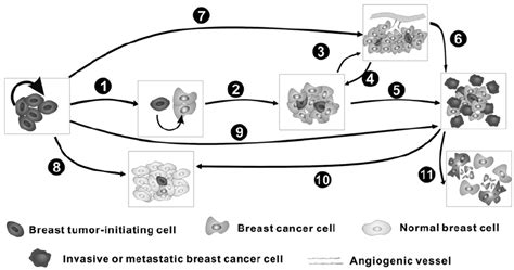 Schematic Illustration Of The Pathogenesis And Progression Of Breast