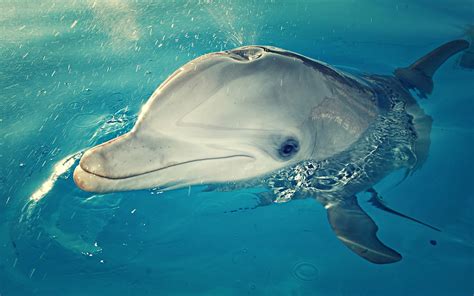 Прекрасные дельфины 50 фото Фотографии дельфинов Описание вида