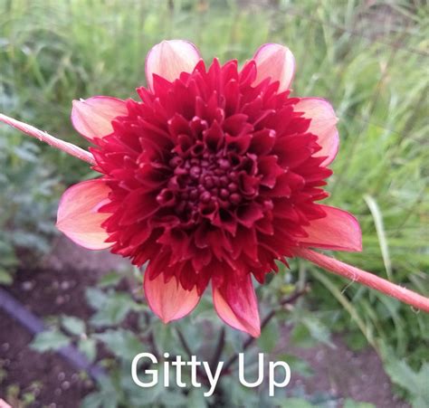 Pin By Lynda Quinn On 2020 Dahlias Plants Flowers Gitty Up