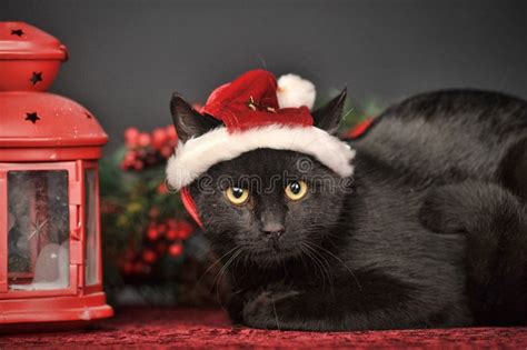 Black Cat In Christmas Hat Stock Photo Image Of Portrait 34776932