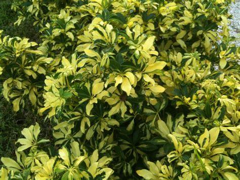 Besides providing privacy and protection for your garden, they make the perfect backdrop for ornamental and flowering shrubs and plants. Plant Smart