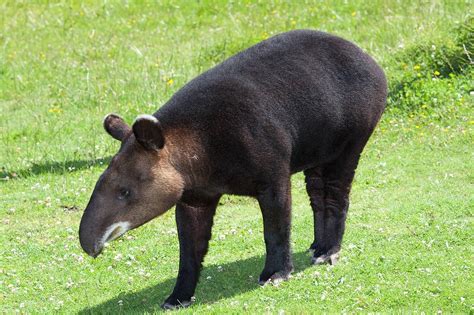 20 Animales de montaña - Características y hábitats