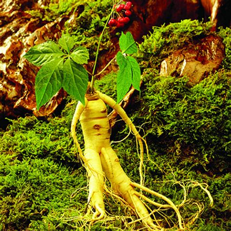 50pcs chinese korean panax ginseng seeds asian fresh for planting nutrition ebay