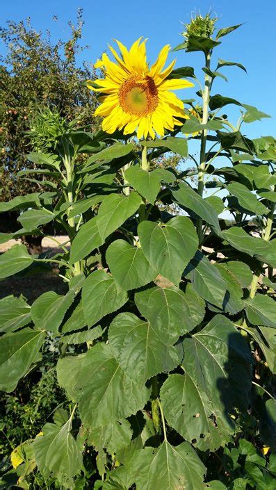 2.1 when to plant sunflowers 2.2 where should sunflowers be planted? Growing Sunflowers: How to Plant & Care for Sensational ...