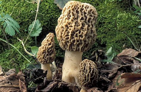 Wild Mushrooms: What to Eat, What to Avoid