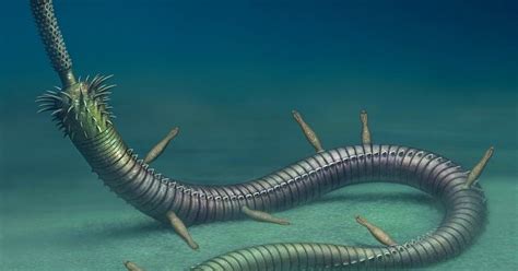 The Worm Like Animal Inquicus Fellatus Infesting Cricocosmia