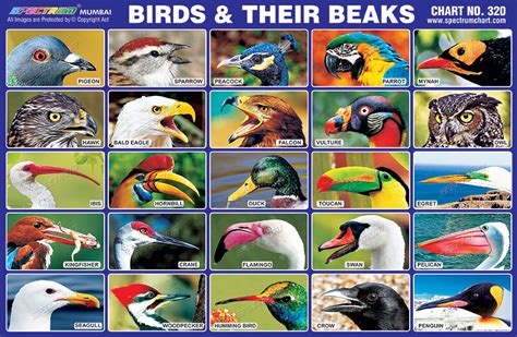 Spectrum Educational Charts Chart 320 Birds And Their Beaks