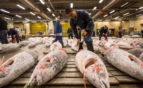 Find images of fish market. As Tokyo tuna market reopens sought after species remain ...