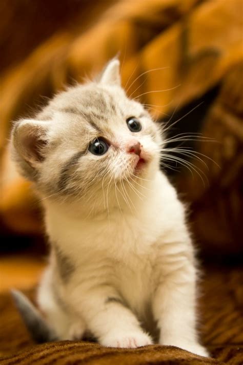 Pin di 조은수 su Animalia Gattini piccoli Adorabili gattini Cuccioli