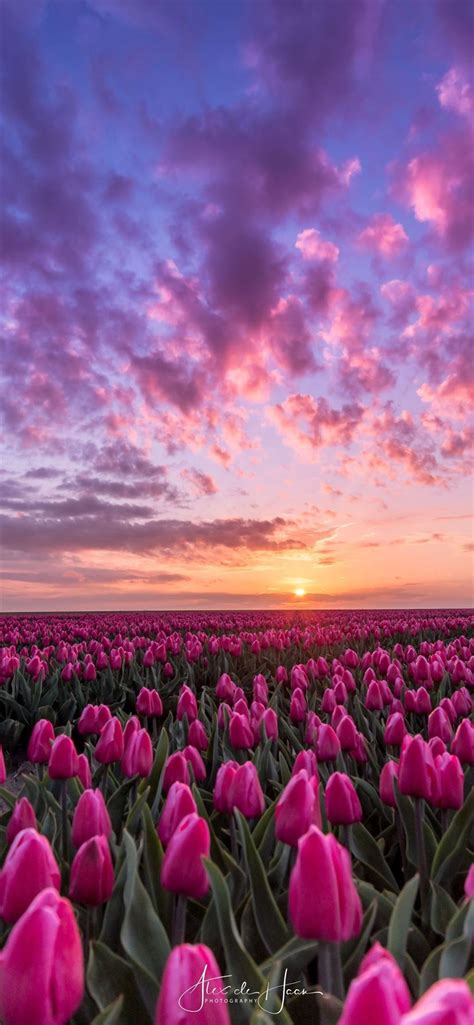 Tulip Fields Of Netherlands Iphone 11 Wallpapers Free Download