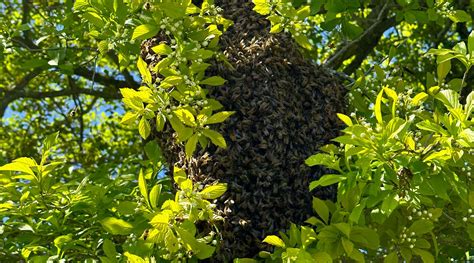 Why Bees Swarm And What To Do If You Encounter One Kinghaven Farms