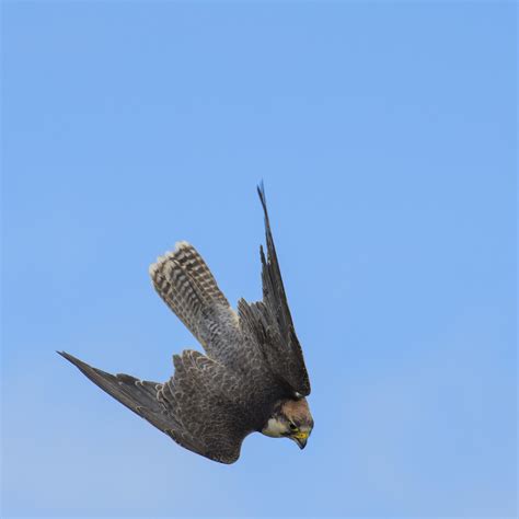 Lanner Falcon Dive Taken At A Bird Of Prey Show Margaret Ss Flickr