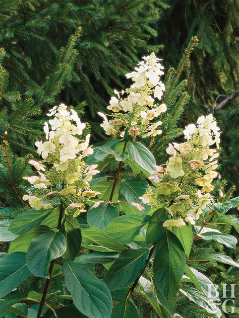 10 Best Flowering Trees And Shrubs For Adding Color To Your Yard