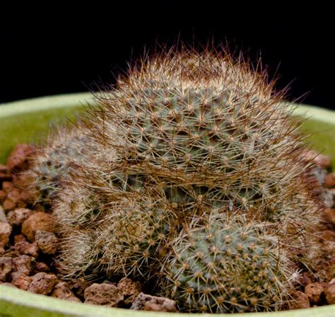 There are a few ways that you can definitely tell that your potting mix is dry. Rebutia fulviseta - Cactus Jungle