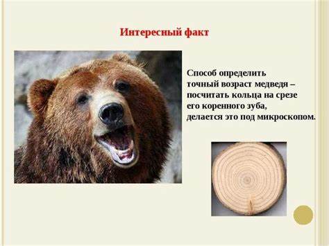 Разнообразие диеты 5 Интересные факты о медведях: от биологии до фольклора - все, что вы Интересные факты о медведях: от биологии до фольклора - все, что вы Разнообразие диеты 5