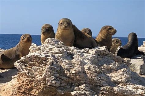 Innovating Endangered Australian Sea Lion Counts In The Great