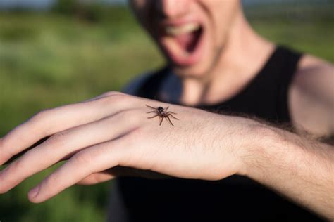 14 Most Common Symptoms Of Spider Bites