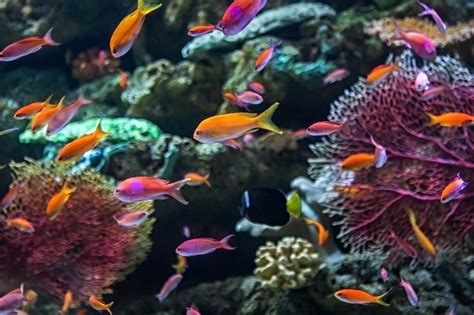 Coral Reefs Exhibit Relaunches In Long Beach Nbc Los Angeles