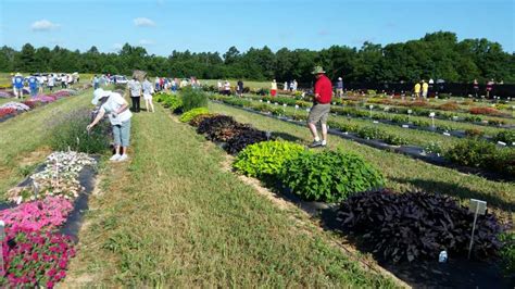 2016 Texas A M University Field Trials Results Greenhouse Grower