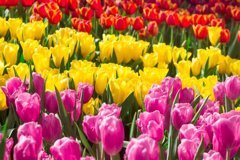 Tulip Meaning Choose The Best Colorful Tulips To Share Your Happiness