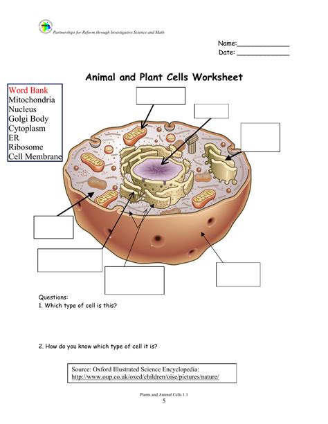 Animal And Plant Cells Worksheet Answers — Db