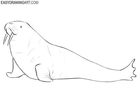 How To Draw A Walrus Easy Drawing Art Walrus Drawings Easy Drawings