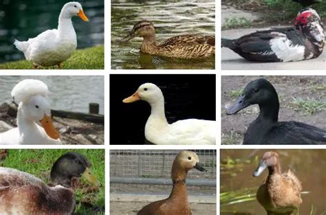 Guide To Duck Breeds And Types List Of All Domestic Ducks In Us