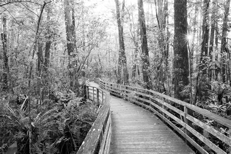 Corkscrew Swamp Florida Ed Fuhr Photography