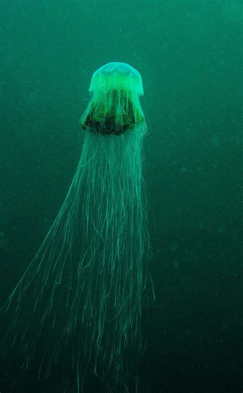 At first glance, you can often recognize one of these jellies by their very large bell size and tentacle length. Lion's mane jellyfish (With images) | Lion's mane ...