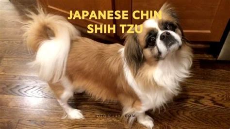 Japanese Chin Shih Tzu Dog Profile Description Profile Dogdwell