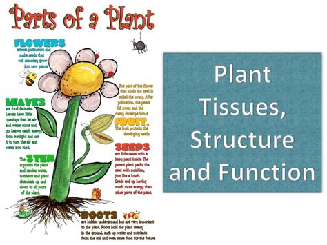 Ppt Plant Tissues Structure And Function Powerpoint Presentation