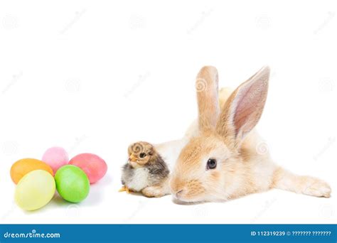 Easter Bunny With Chicken Stock Image Image Of Background 112319239